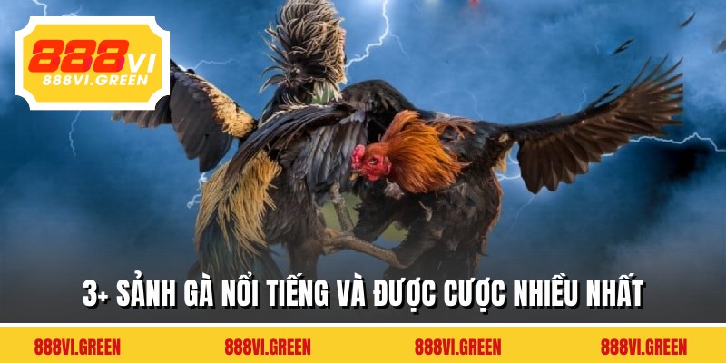 3+ sảnh gà nổi tiếng và được cược nhiều nhất
