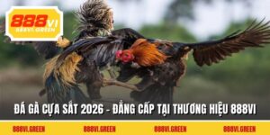 Đá Gà Cựa Sắt 2026 - Đẳng Cấp Tại Thương Hiệu 888VI