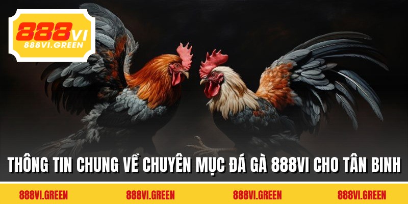 Thông tin chung về chuyên mục đá gà 888VI cho tân binh